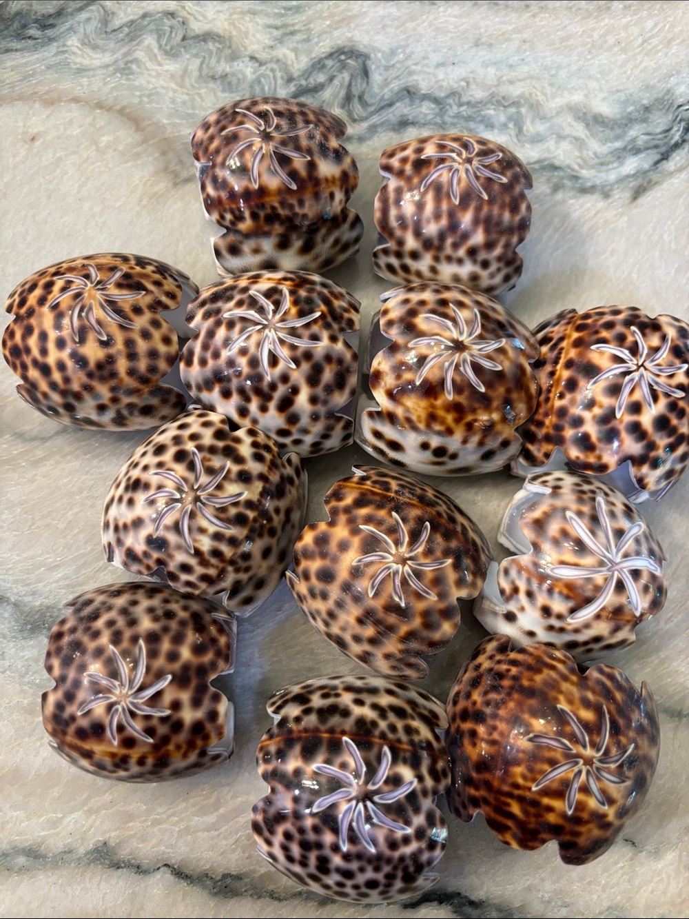 Set Of 12 tiger  Leopard Cowrie Shell Starburst Hand Carved Napkin Rings